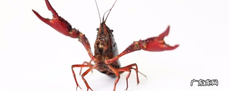 小龙虾是怎么来的?附食物习性