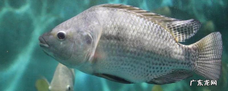 罗非鱼是海鱼还是淡水鱼？附其食物习性和常见种类