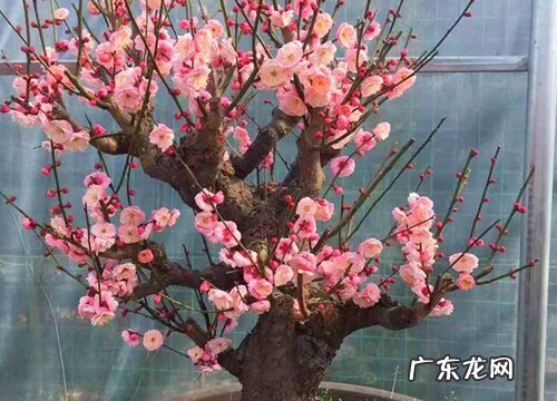 梅花盆栽怎样养护能更好的过冬
