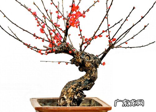 梅花盆栽怎样养护能更好的过冬