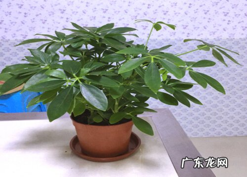 鸭掌木怎样养殖才能枝繁叶茂