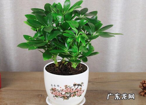 鸭掌木怎样养殖才能枝繁叶茂