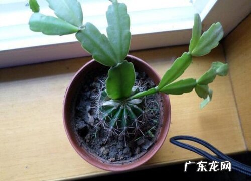 仙人掌嫁接蟹爪兰后怎样养护能开花