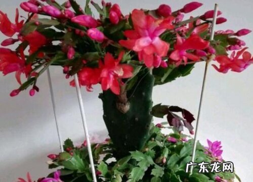 仙人掌嫁接蟹爪兰后怎样养护能开花