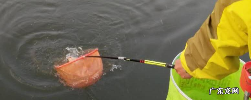 八工竿钓鲤鱼怎么样?附注意事项