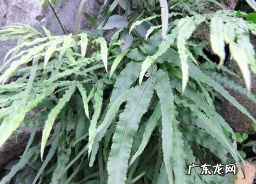 多肉植物金鸡尾叶片发红的原因与解决方法