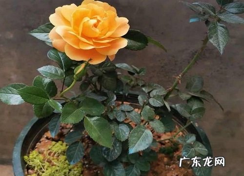 阳台种植月季的时间和方法