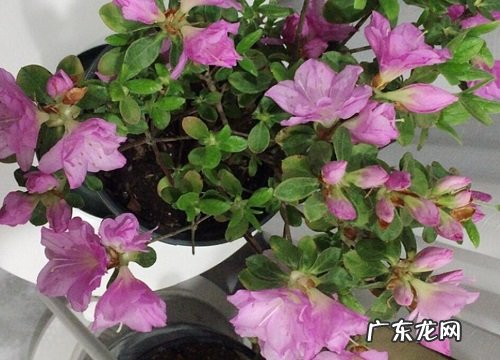 杜鹃花开的不鲜艳的原因及养护妙招