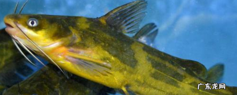 黄颡鱼吃什么食物?附饵料选择