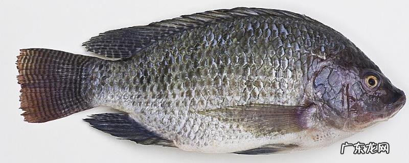 罗非鱼吃什么食物?附饵料配方