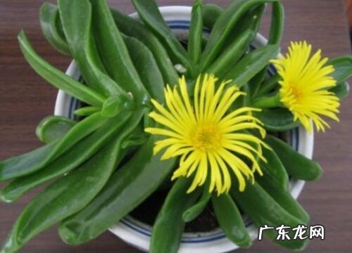 如何养护佛手托金开花不断