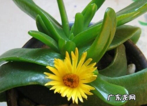 如何养护佛手托金开花不断