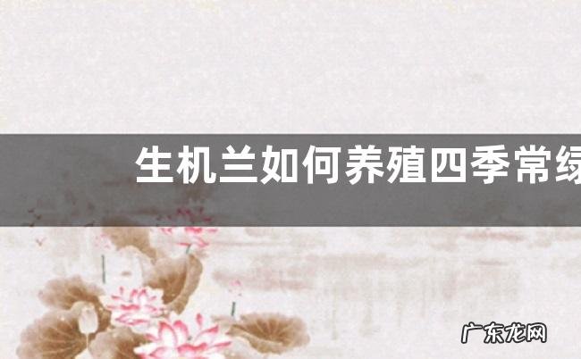 生机兰如何养殖四季常绿形状不乱