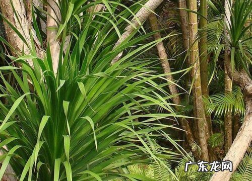 生机兰如何养殖四季常绿形状不乱