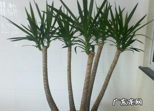 生机兰如何养殖四季常绿形状不乱