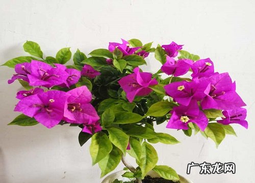 三角梅怎样养护花开爆盆成花海