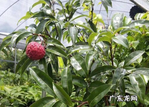 荔枝几年开花结果