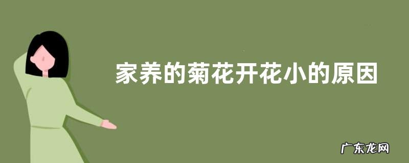 家养的菊花开花小的原因及正确养殖方法