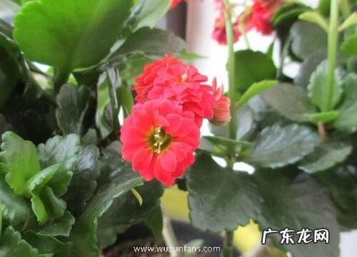 夏季如意花如何养殖花朵鲜艳