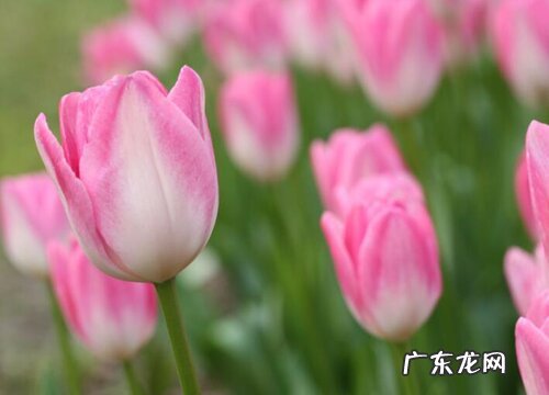 粉色花卉有哪些