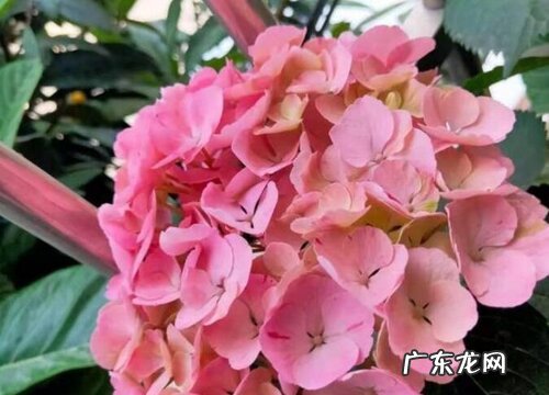 粉色花卉有哪些