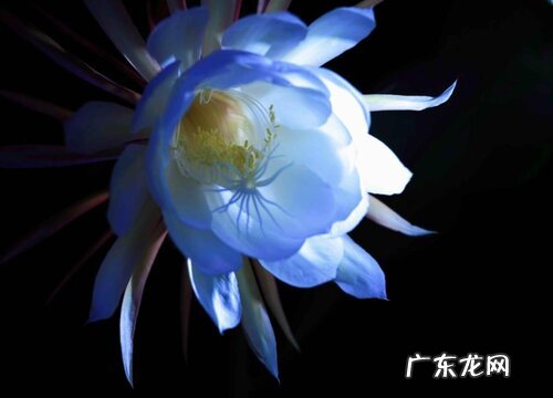 昙花如何养护花苞多