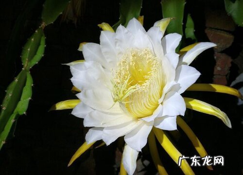 昙花如何养护花苞多