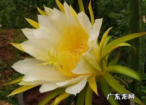 昙花如何养护花苞多