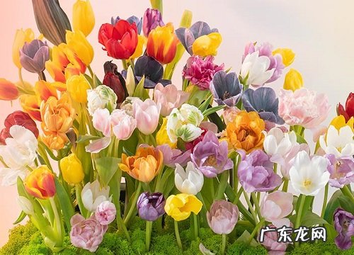 春天形容郁金香美景的唯美句子 描写郁金香的优美段落
