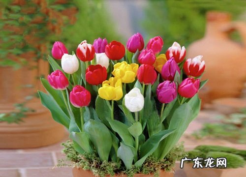 春天形容郁金香美景的唯美句子 描写郁金香的优美段落