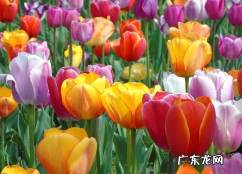 春天形容郁金香美景的唯美句子 描写郁金香的优美段落