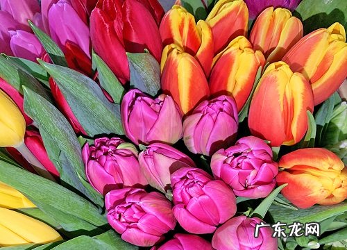 春天形容郁金香美景的唯美句子 描写郁金香的优美段落