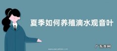 夏季如何养殖滴水观音叶片绿油油
