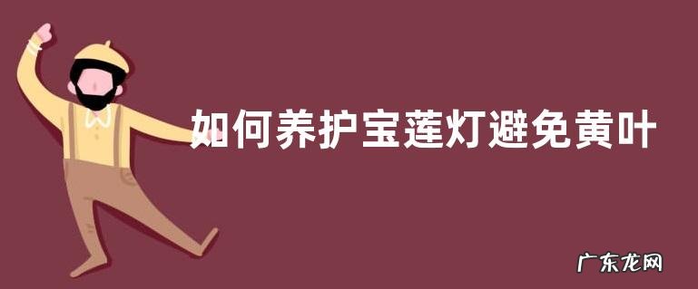 如何养护宝莲灯避免黄叶