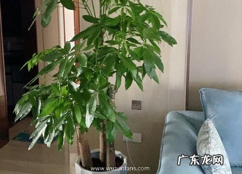 室内大型好养植物有哪些