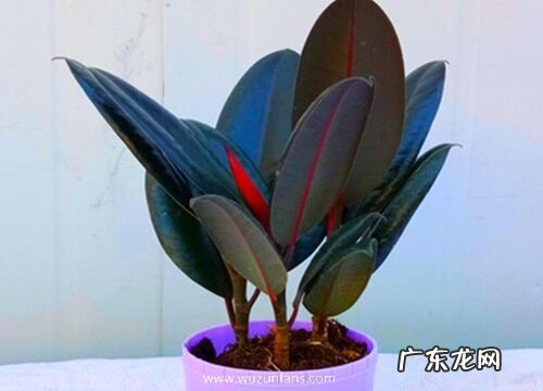 室内大型好养植物有哪些