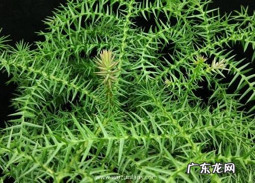 室内大型好养植物有哪些