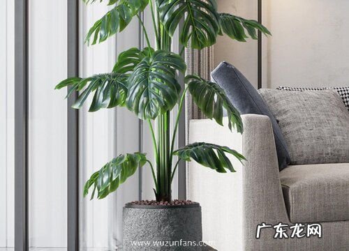 室内大型好养植物有哪些