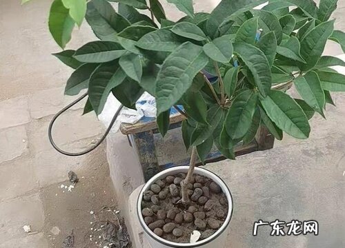 桂花养殖土壤怎么配疏松又营养