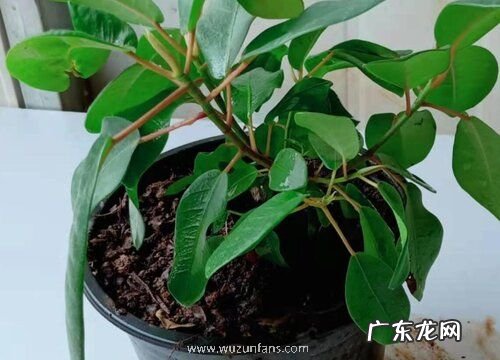 榕树盆景怎么养护枝繁叶茂