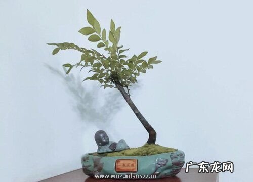 榕树盆景怎么养护枝繁叶茂