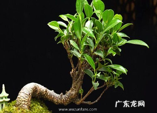 榕树盆景怎么养护枝繁叶茂