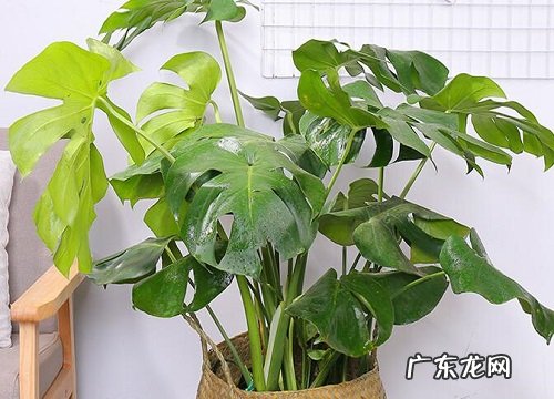 扦插的龟背竹夏季如何养殖