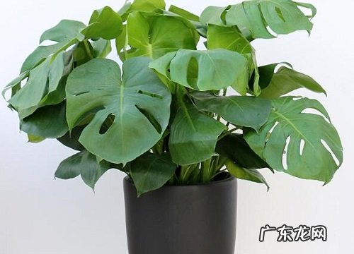 扦插的龟背竹夏季如何养殖