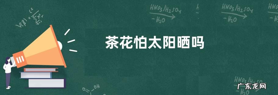 茶花怕太阳晒吗