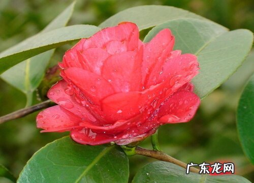 茶花怕太阳晒吗