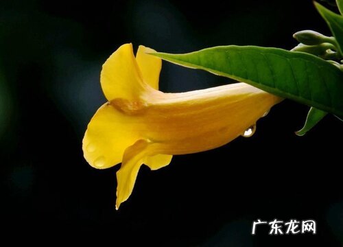 黄蝉花的养殖方法和注意事项有哪些