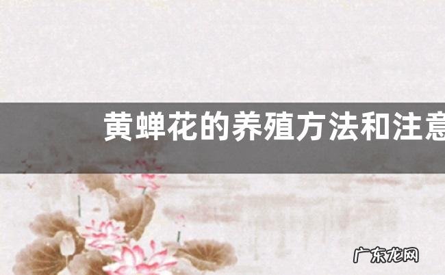 黄蝉花的养殖方法和注意事项有哪些