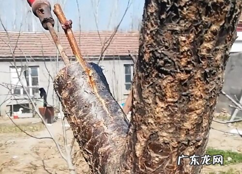 杏树嫁接垂枝碧桃长不好的原因