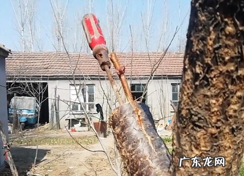 杏树嫁接垂枝碧桃长不好的原因